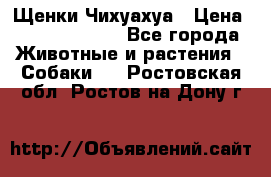 Щенки Чихуахуа › Цена ­ 12000-15000 - Все города Животные и растения » Собаки   . Ростовская обл.,Ростов-на-Дону г.